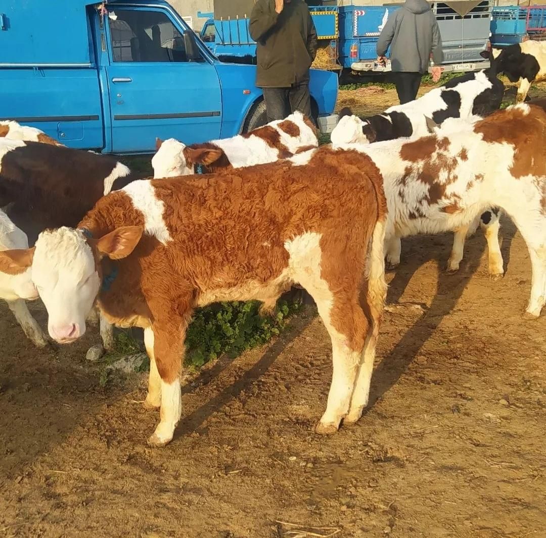 قرمزشرابی سیاه قهوهای گوساله فروشی به تعداددلخواه|حیوانات مزرعه|اصفهان, آبشار|دیوار