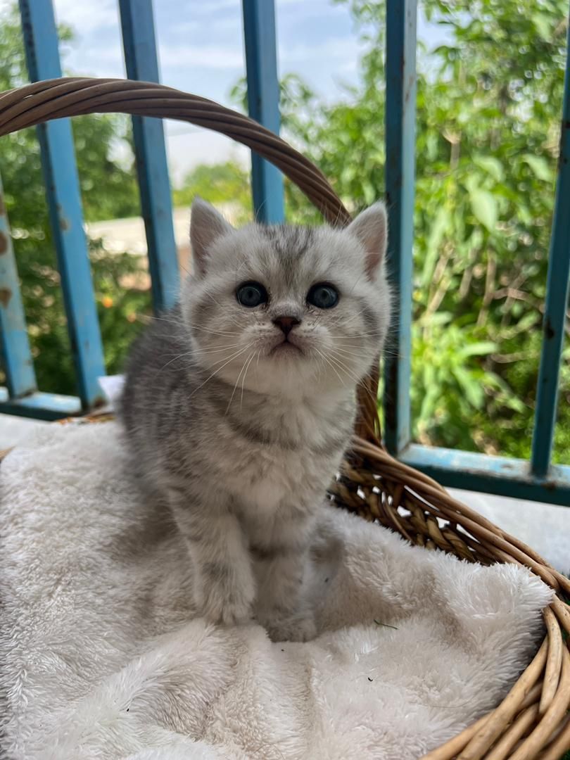 کانال گربه‌ها (پرشین/بریتیش/اسکاتیش)|گربه|کرمانشاه, |دیوار