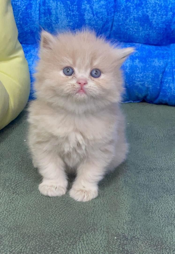 پشمکای خوشگل|گربه|یزد, |دیوار