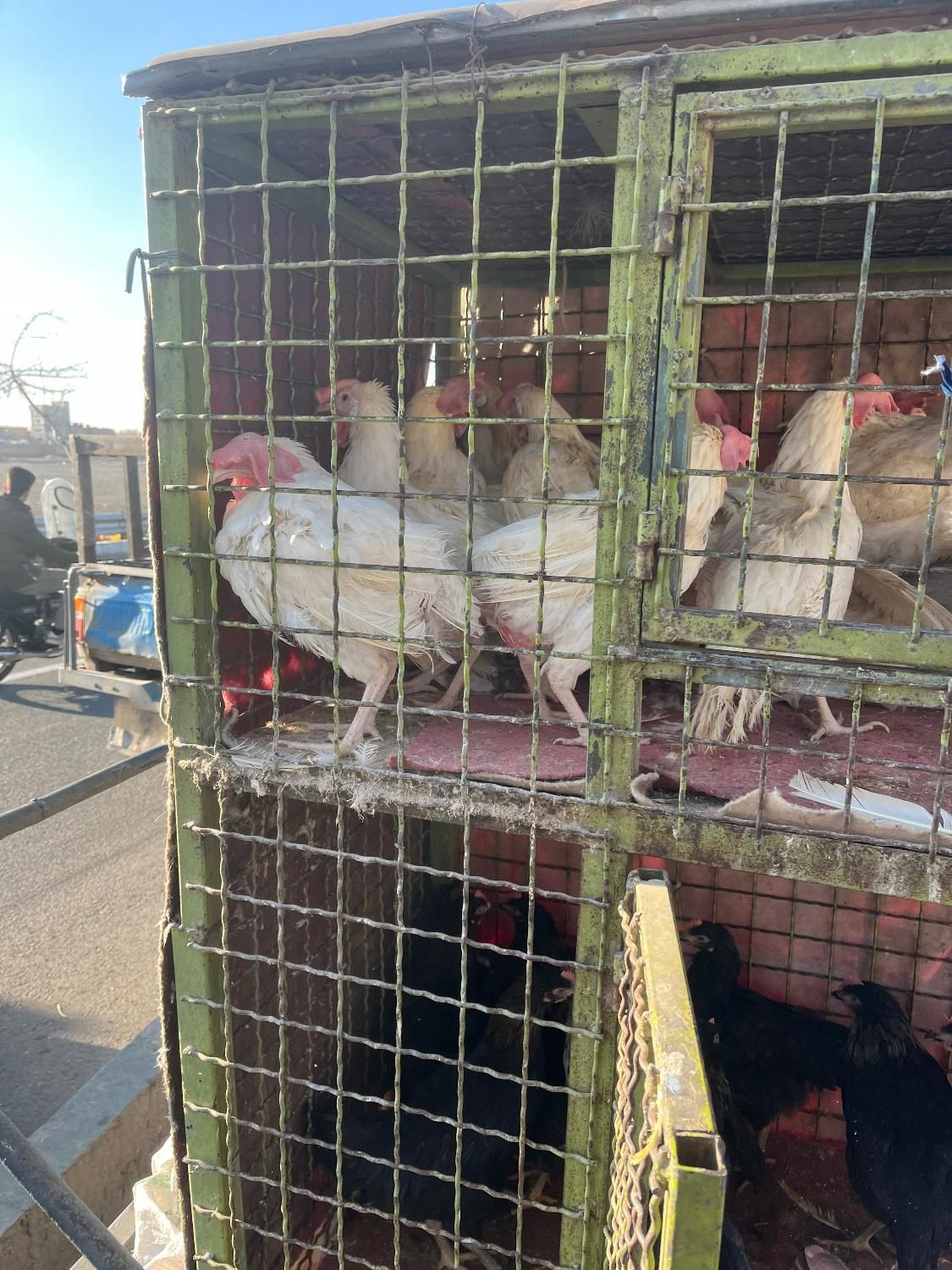 خروس مشکی و مرغ سفید قربانی و چشم نظر ارسال درب من|حیوانات مزرعه|تهران, امیریه|دیوار