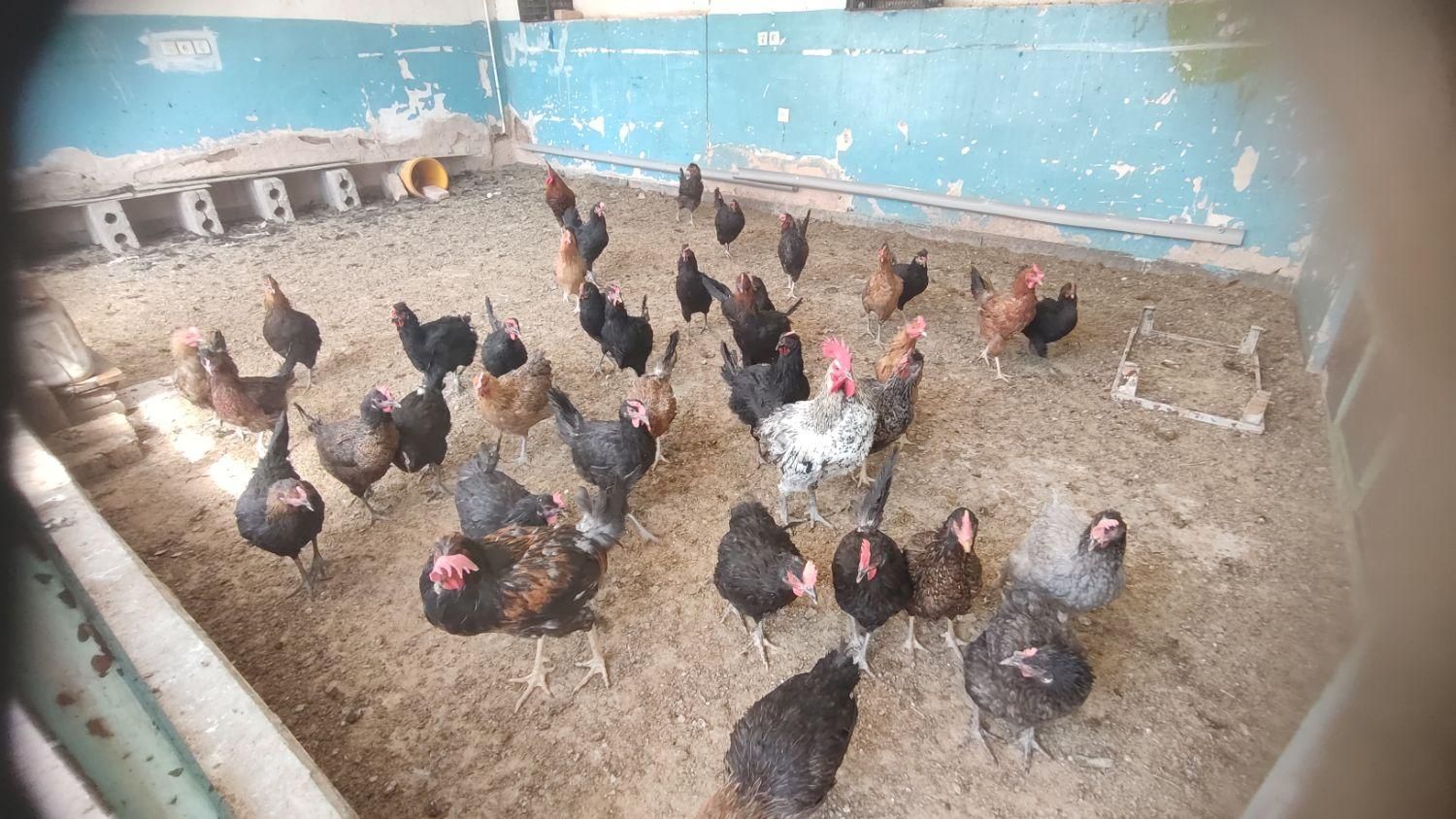 مرغ و خروس|حیوانات مزرعه|اصفهان, گورت|دیوار