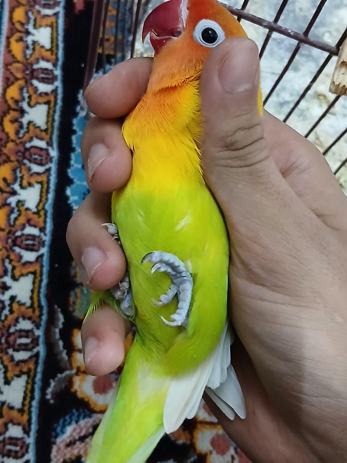 جفت برزیلی مولد|پرنده|قائم‌شهر, |دیوار