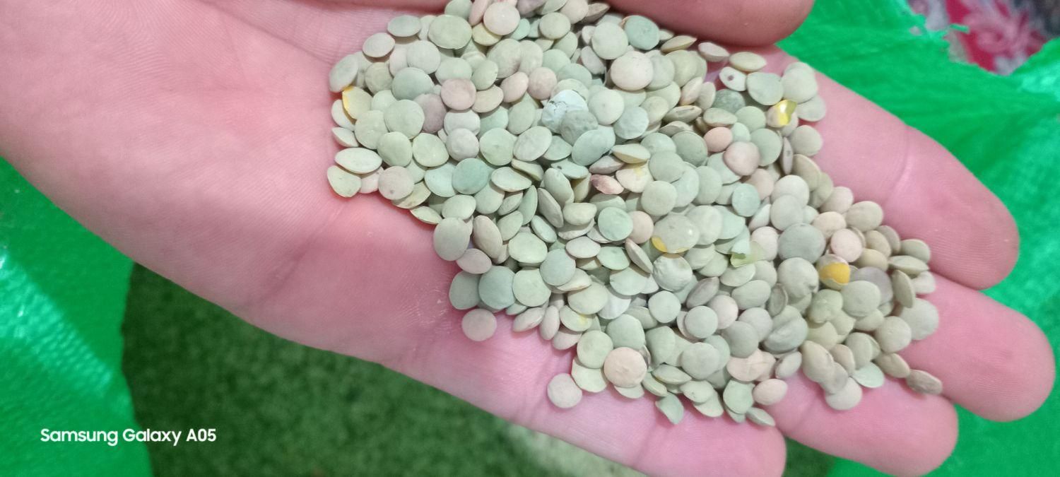 عدس مرجی|خوردنی و آشامیدنی|رشت, حافظ آباد|دیوار