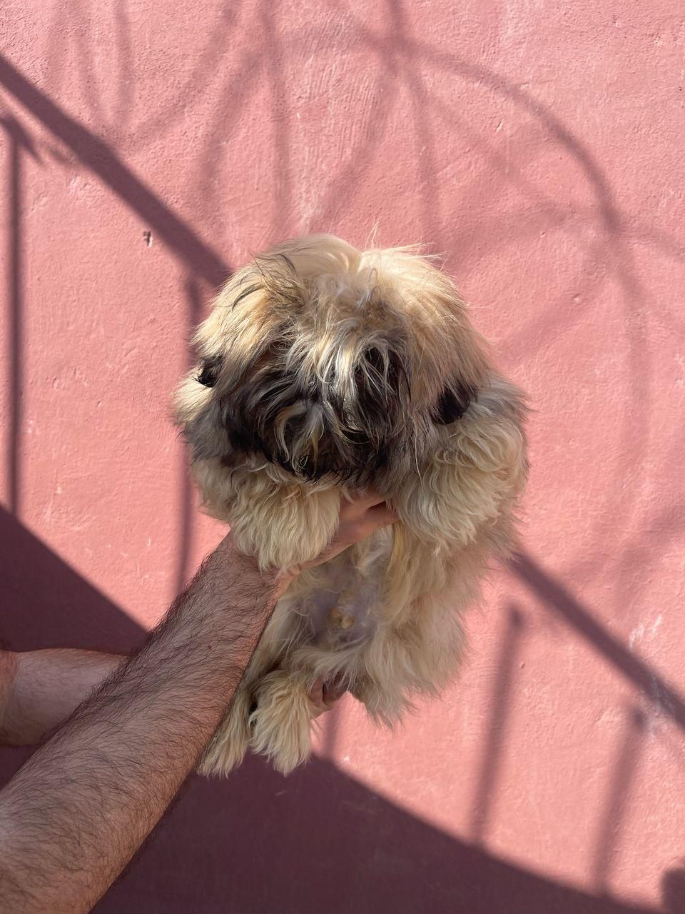 شیتزو سوپر فلت نر تربیت کامل|سگ|تهران, تهرانپارس شرقی|دیوار