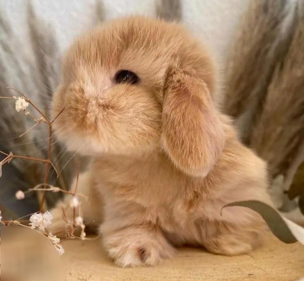 خرگوش|موش و خرگوش|اصفهان, شهرک کاوه|دیوار