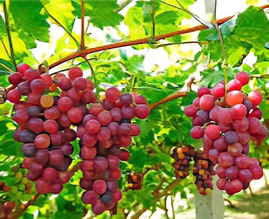 انگور قرمز ارگانیک بسته بندی ۳ کیلویی|خوردنی و آشامیدنی|اصفهان, بوستان آینه خانه|دیوار