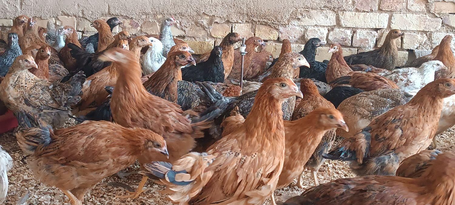 انواع جوجه مرغ گلپایگانی اصل سنین مختلف|پرنده|نجف‌آباد, پادگان عاشورا|دیوار