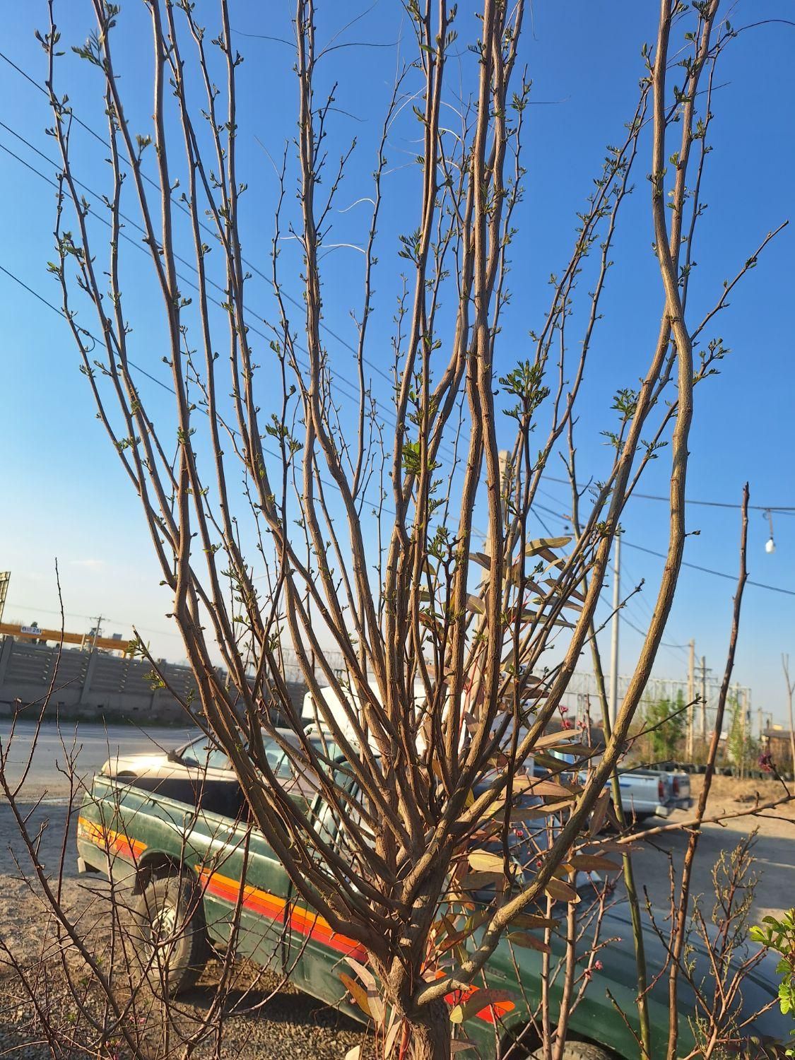 اقاقیا نهال و درخت|خدمات باغبانی و درختکاری|فلاورجان, |دیوار