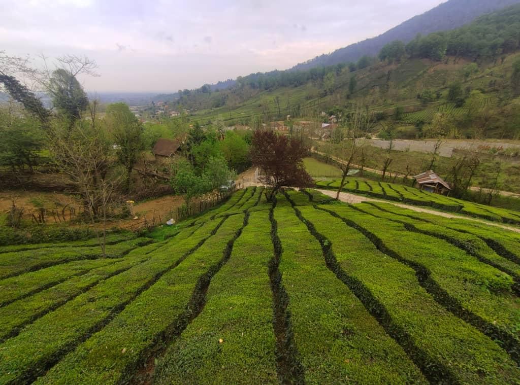 اجاره کلبه جنگلی تو کوهپایه تو قلعه رودخان|اجارهٔ کوتاه‌مدت ویلا و باغ|رشت, استادسرا|دیوار