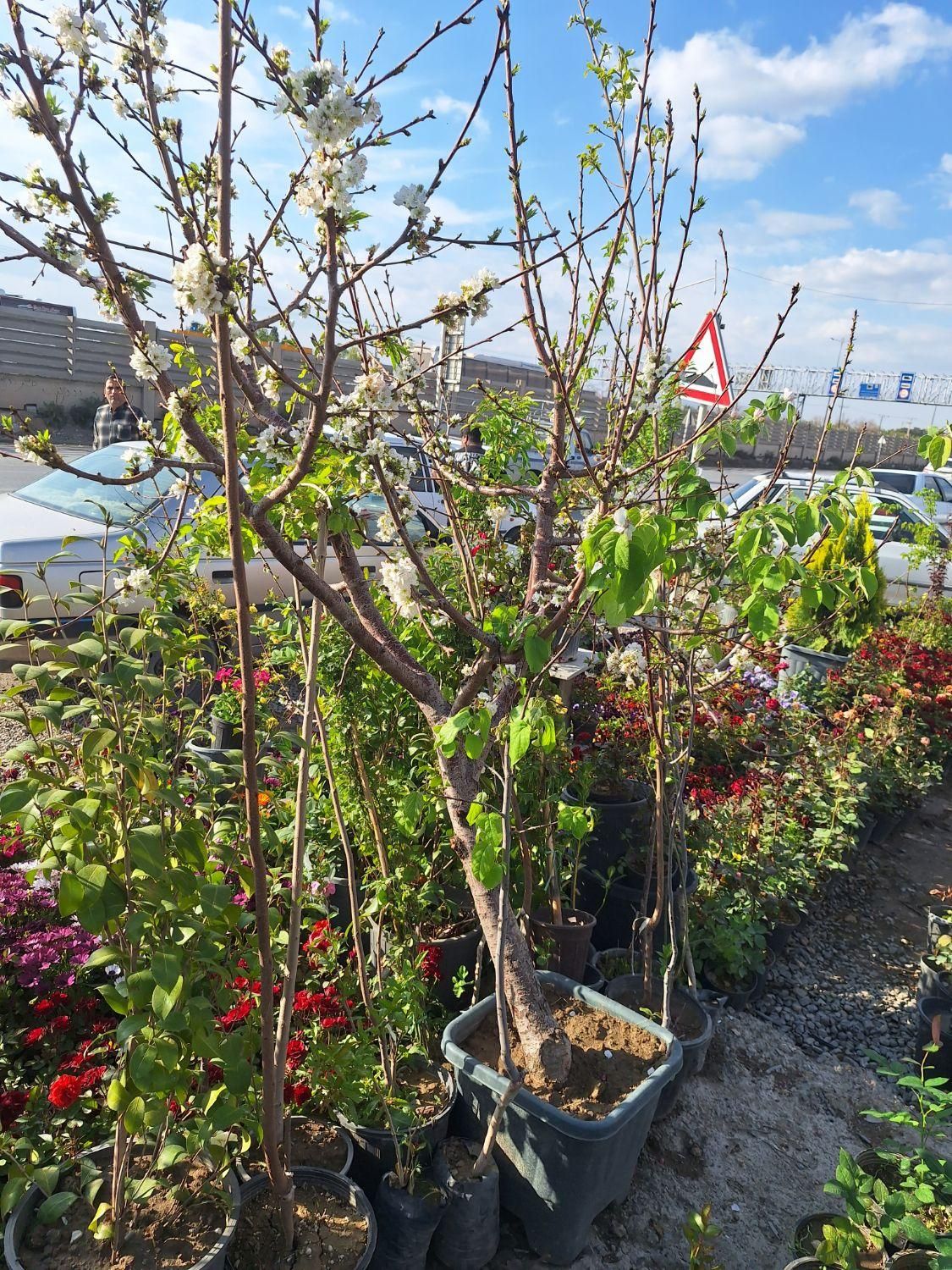 میوه بزرگ تنومند روتبال سطلی پایان کار|خدمات باغبانی و درختکاری|فلاورجان, |دیوار