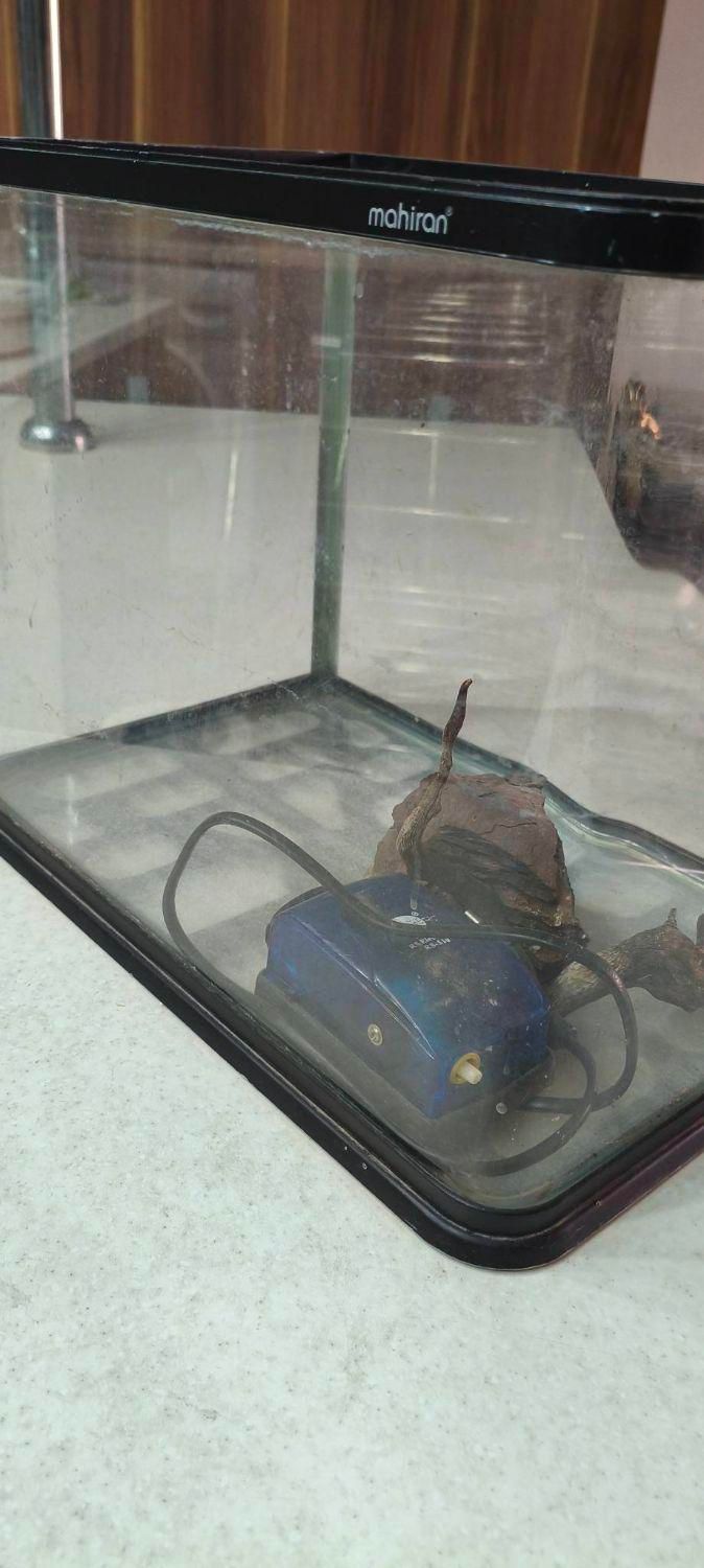 آکواریم مارک ماهیران شرکتی شیشه خم|ماهی|پردیس, فاز ۱|دیوار