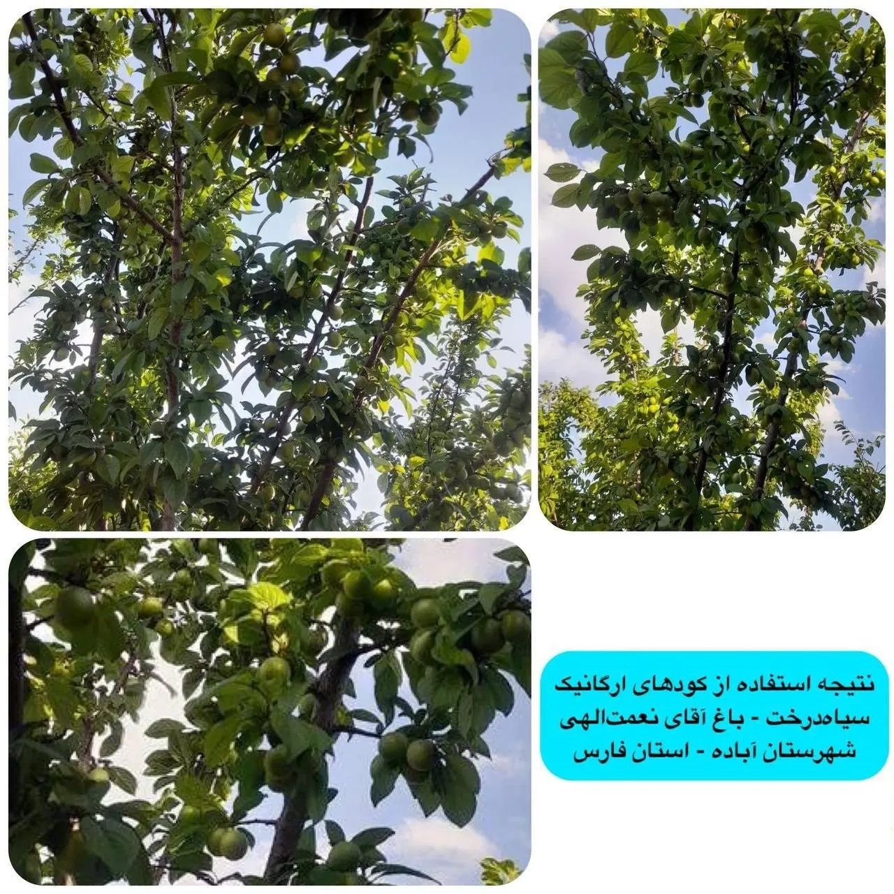 کود ارگانیک (افزایش تناژ و کیفیت گیاهت در اصفهان)|خدمات باغبانی و درختکاری|اصفهان, تیران|دیوار