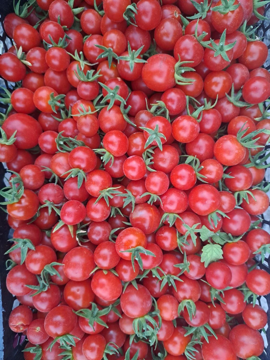 فروش گوجه گیلاسی درب باغ|خوردنی و آشامیدنی|اصفهان, کارلادان|دیوار