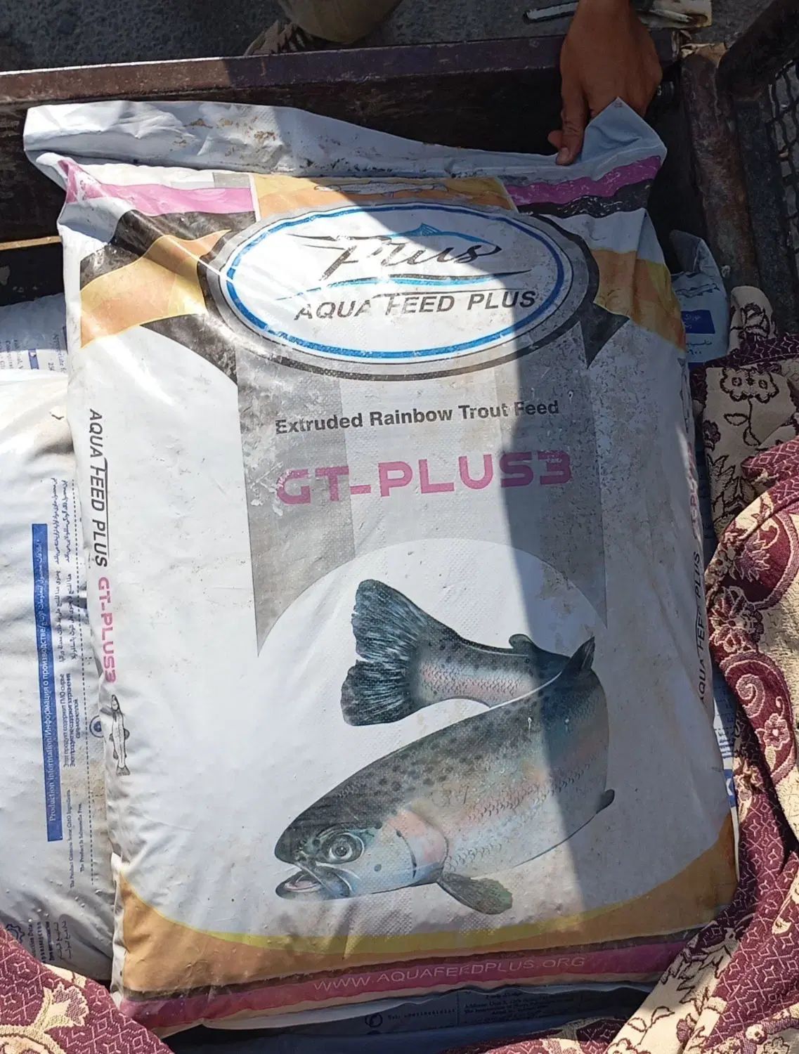 غذا ماهی قزل الا|ماهی|همدان, |دیوار