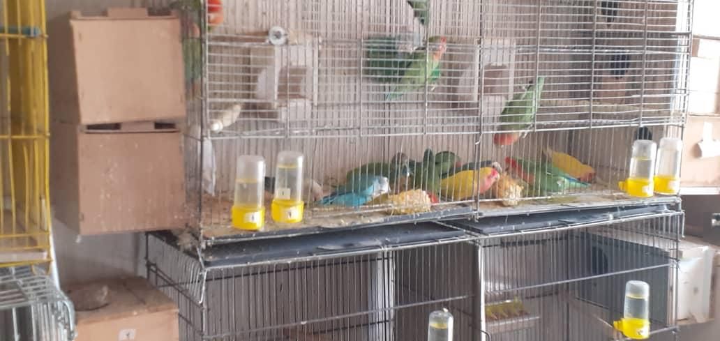 انواع عروسهلندی.گیرینچیک.جفت.شاطوطی.برزیلی|پرنده|اندیشه, شهرک مریم|دیوار