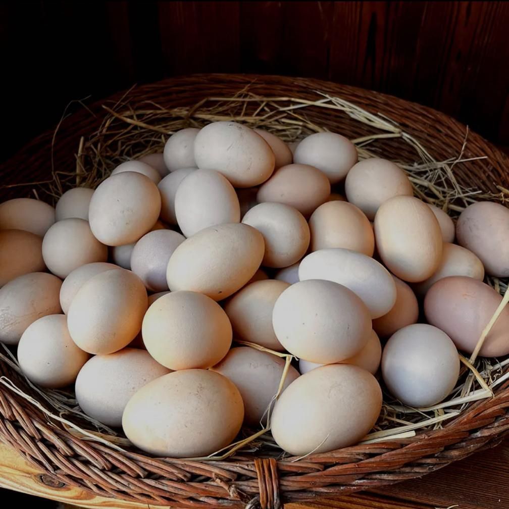 تخم مرغ محلی|خوردنی و آشامیدنی|شیراز, زرهی|دیوار