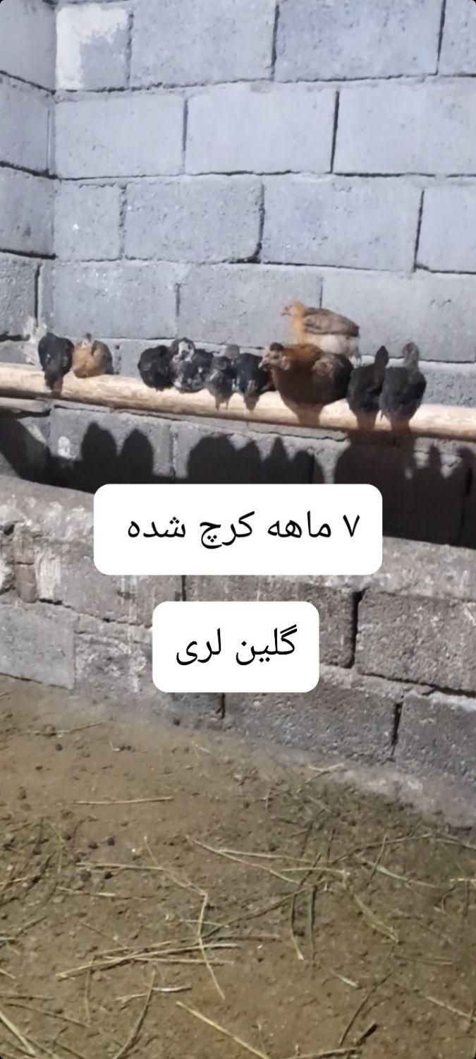 تخم نطفه داره گلین لری اصل|حیوانات مزرعه|مشگین شهر, |دیوار