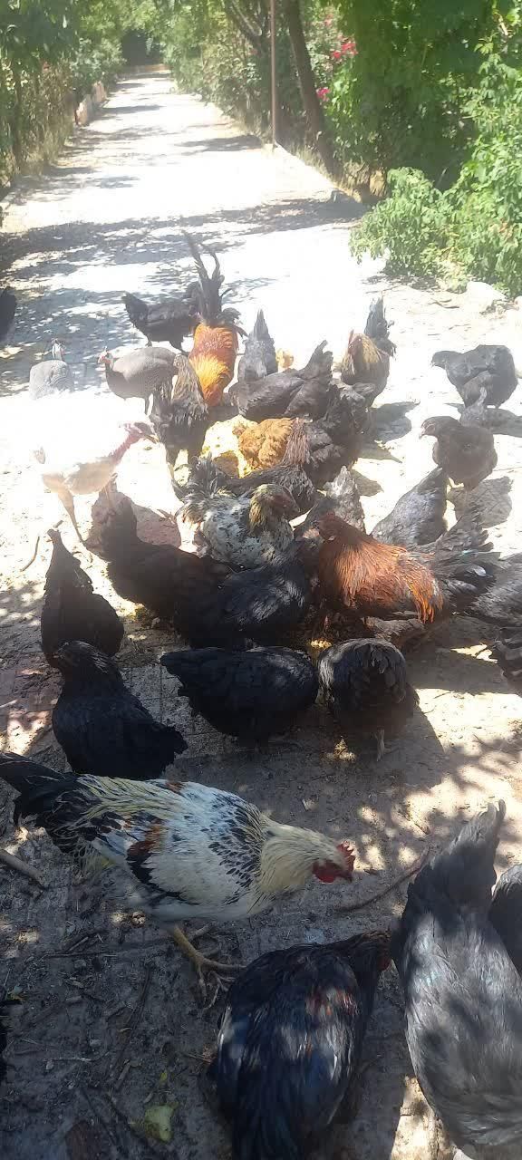 مرغ و خروس درجه یک|حیوانات مزرعه|تربتحیدریه, شهرک ولیعصر|دیوار