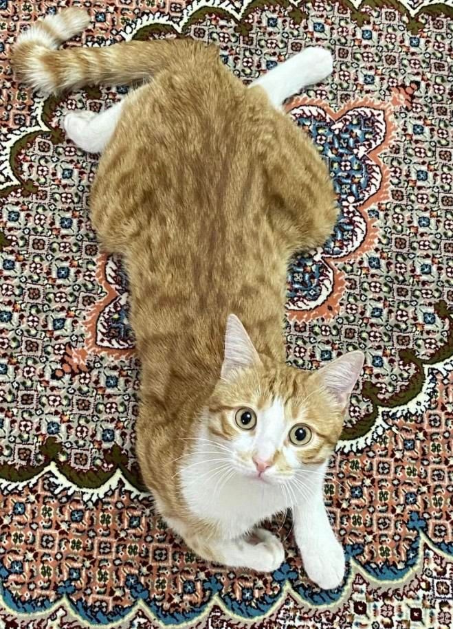 گربه گمشده|گربه|اردبیل, |دیوار