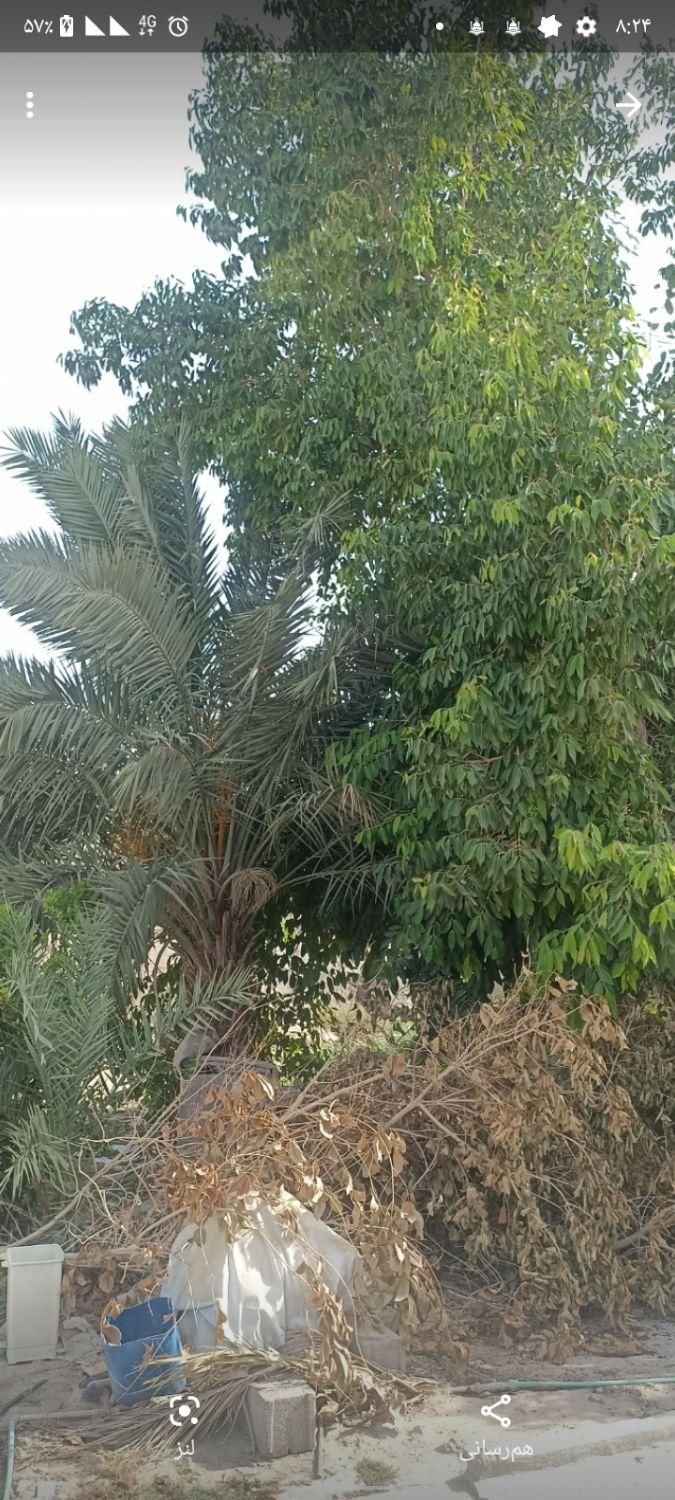 قطع نخل و درخت با خرید چوب درخت|خدمات باغبانی و درختکاری|بوشهر, |دیوار