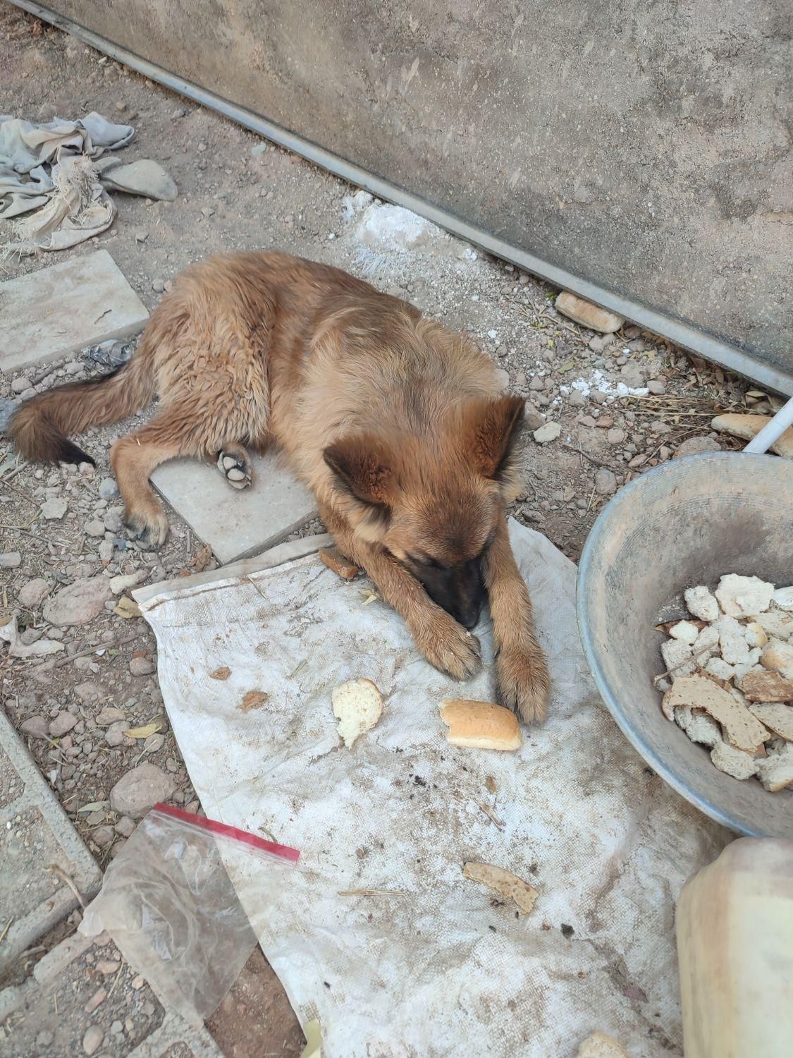 سگ ژرمن|سگ|مبارکه, |دیوار