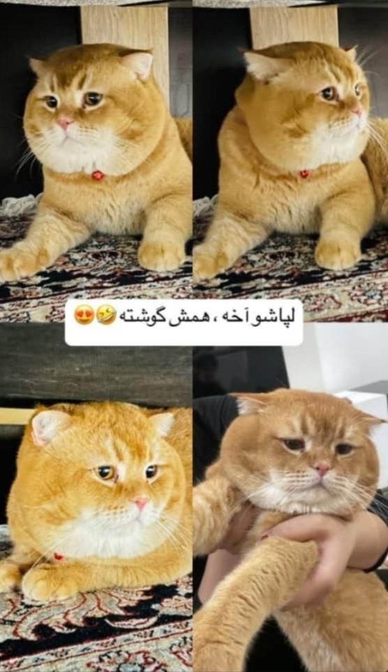 گربه گلد بریتیش ، نر مولد برای کشش|گربه|تهران, صادقیه|دیوار