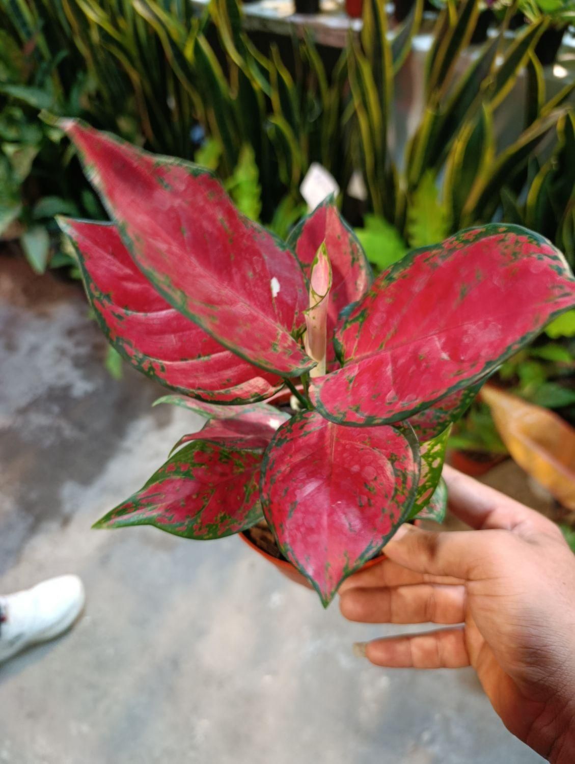 انواع آگلونما رنگی تخفیف به مناسبت روز مادر|گل و گیاه طبیعی|مشهد, کوی المهدی|دیوار