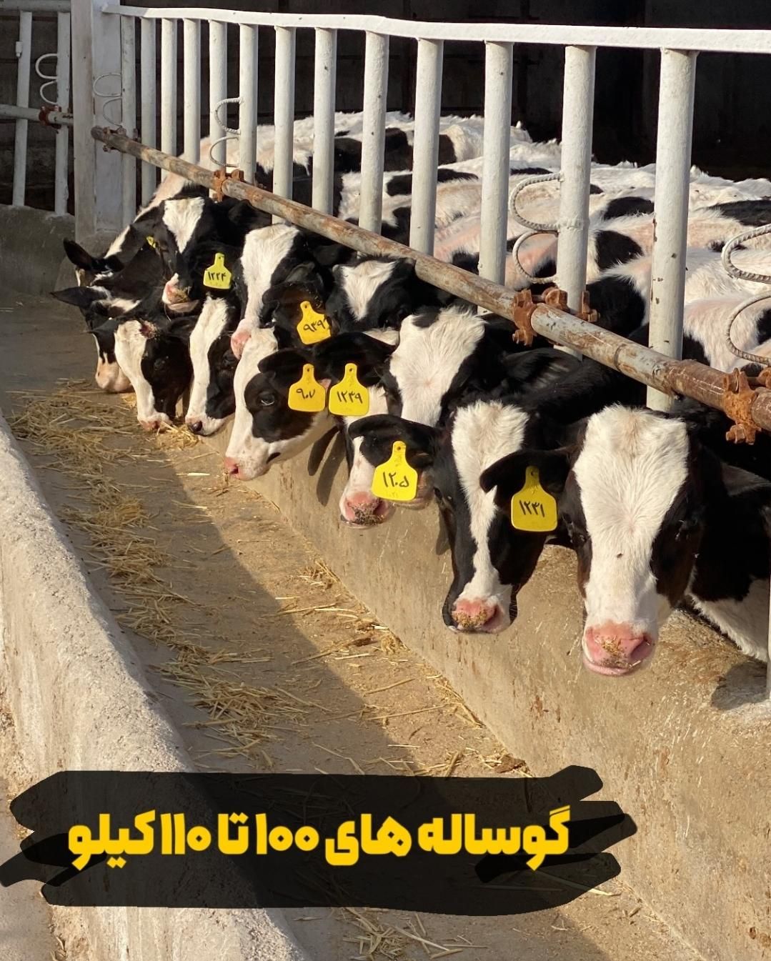 مجموعه بزرگترین دامداری سمینتال اصیل|حیوانات مزرعه|بندر ترکمن, |دیوار