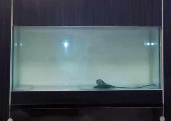 شیشه اکواریوم همراه با پمپ|ماهی|رشت, استقامت ۱|دیوار