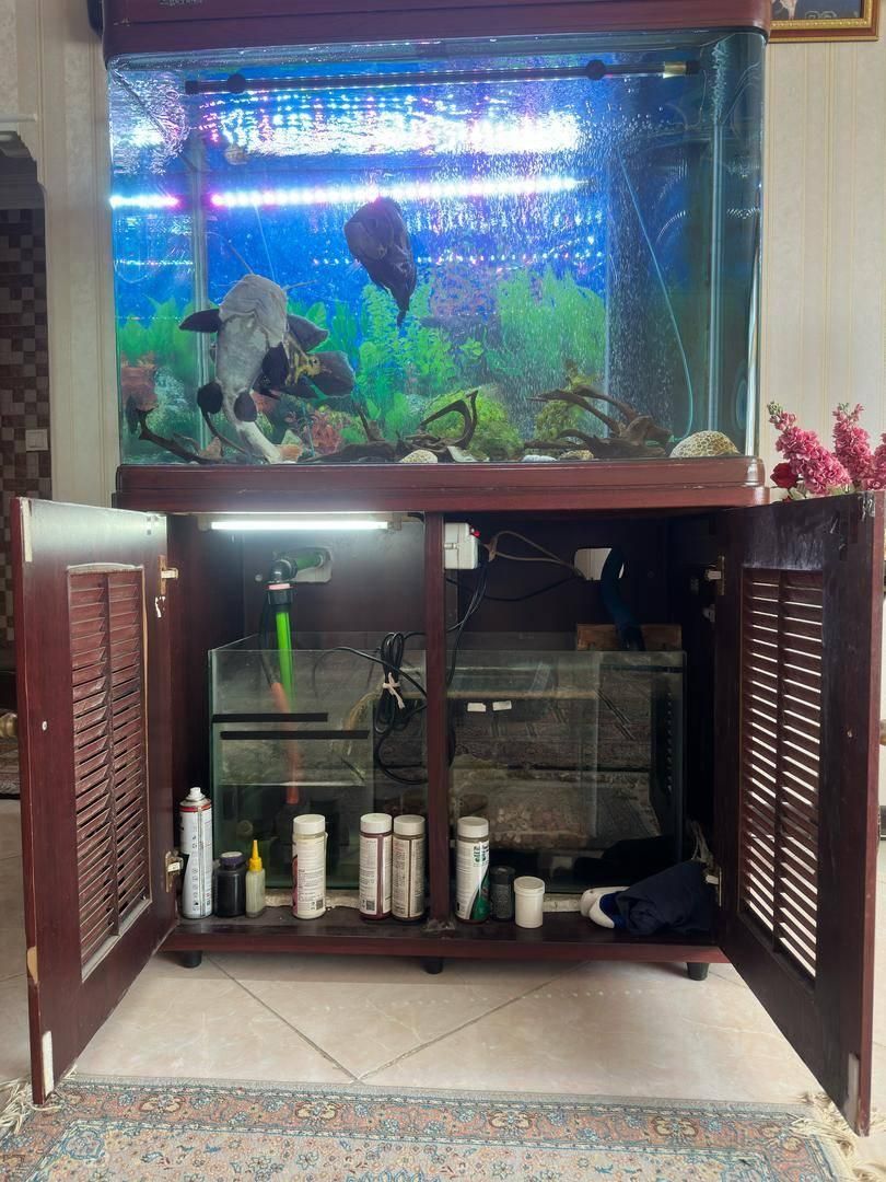 آکواریوم با ماهی و لوازم|ماهی|پردیس, فاز ۴|دیوار