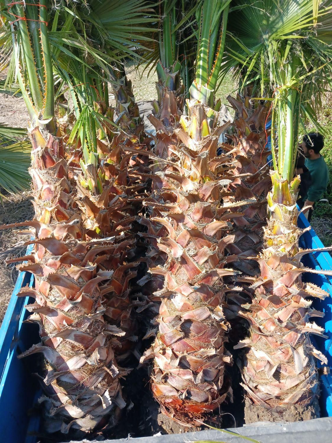 آقای پالم تهران همیشه سبز|گل و گیاه طبیعی|تهران, دربند|دیوار