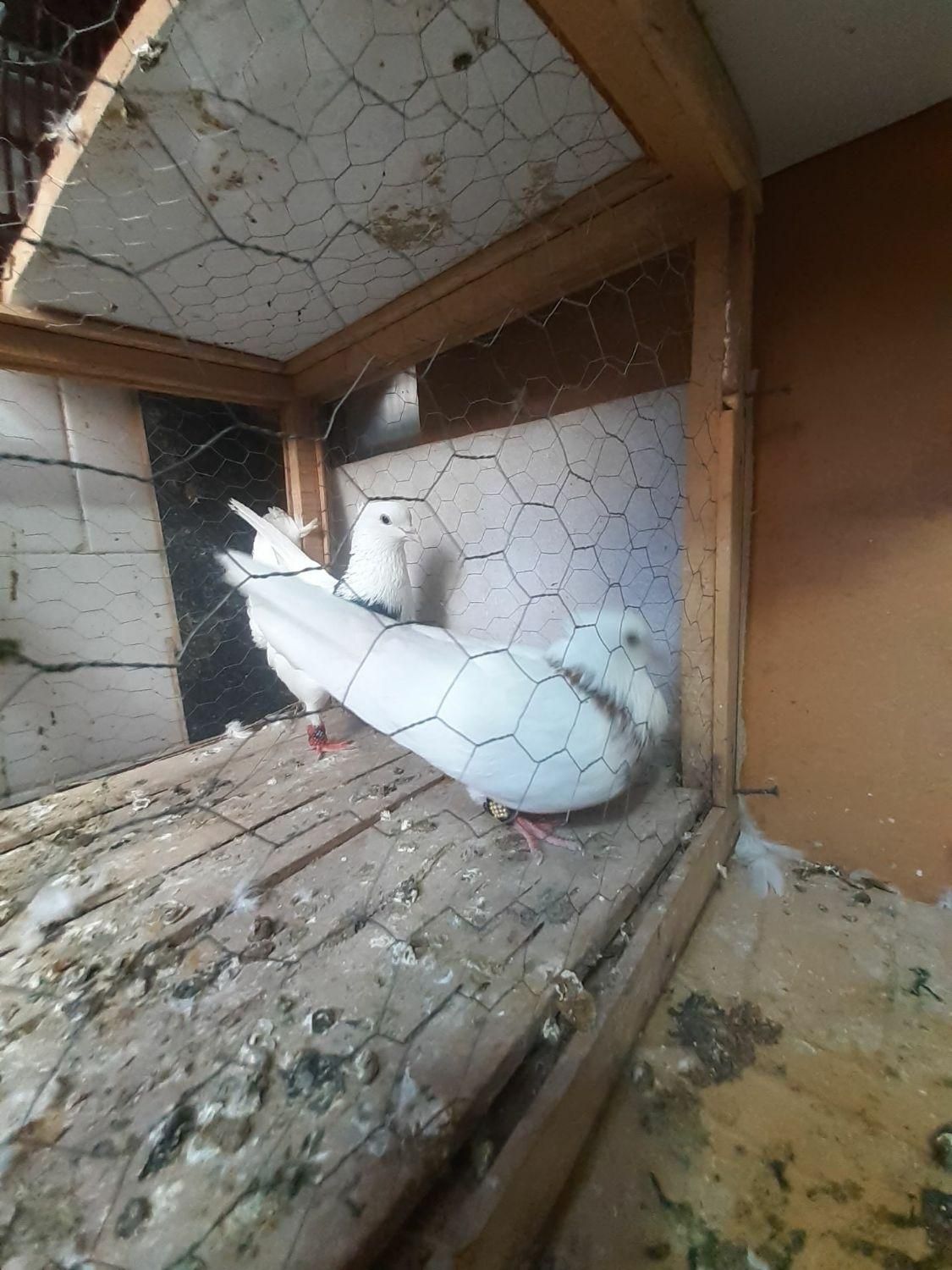 کوترعشق باز|پرنده|کرمانشاه, |دیوار