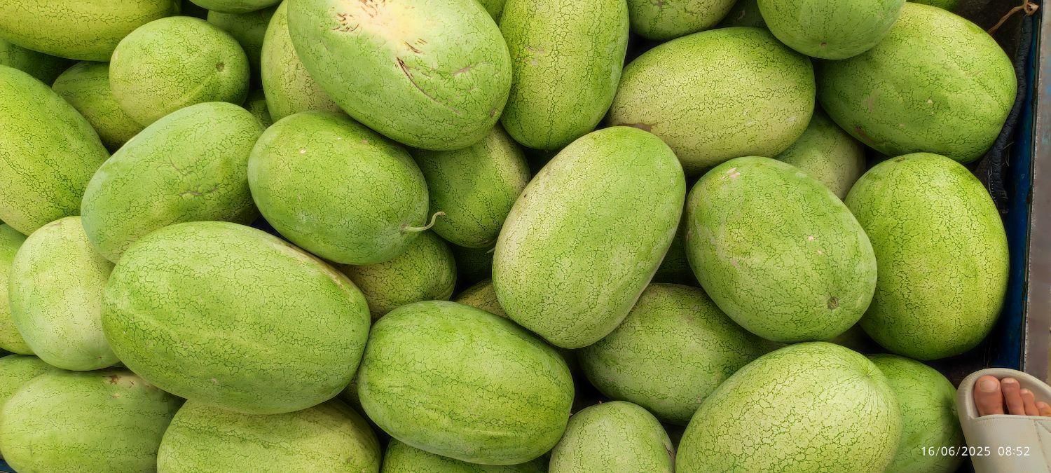 هندوانه گنبد مستقیم از سر زمین|خوردنی و آشامیدنی|نوشهر, |دیوار