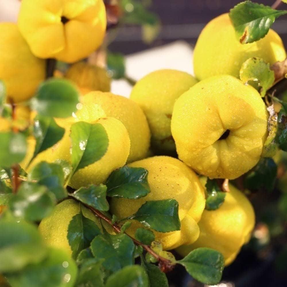 باغ5500متر دیوارکشی|فروش خانه و ویلا|مبارکه, |دیوار