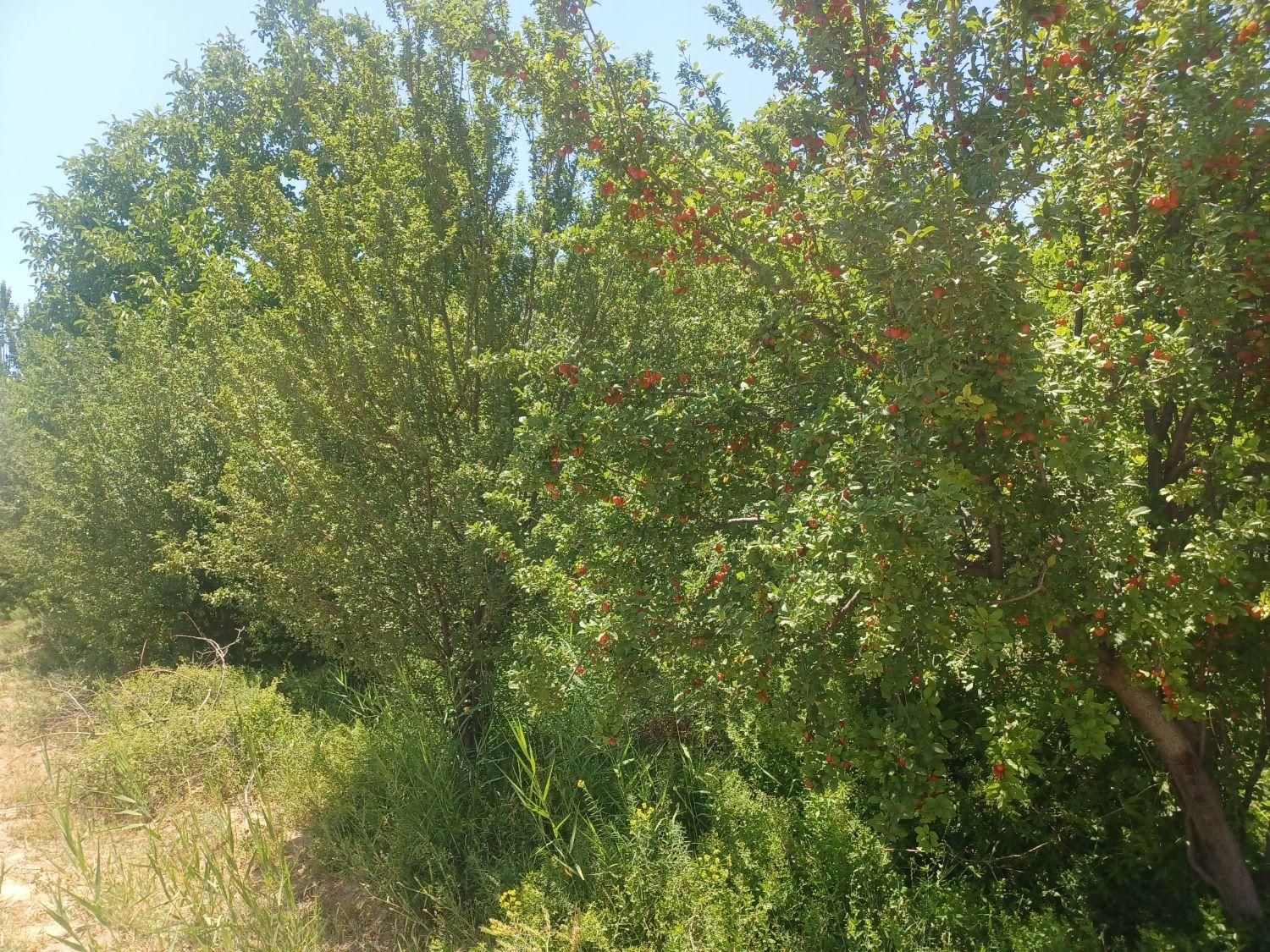 باغچه نقلی ۱۲۰۰ متر با درختان مثمر، بوئین زهرا،شال|فروش زمین و ملک کلنگی|شال, |دیوار