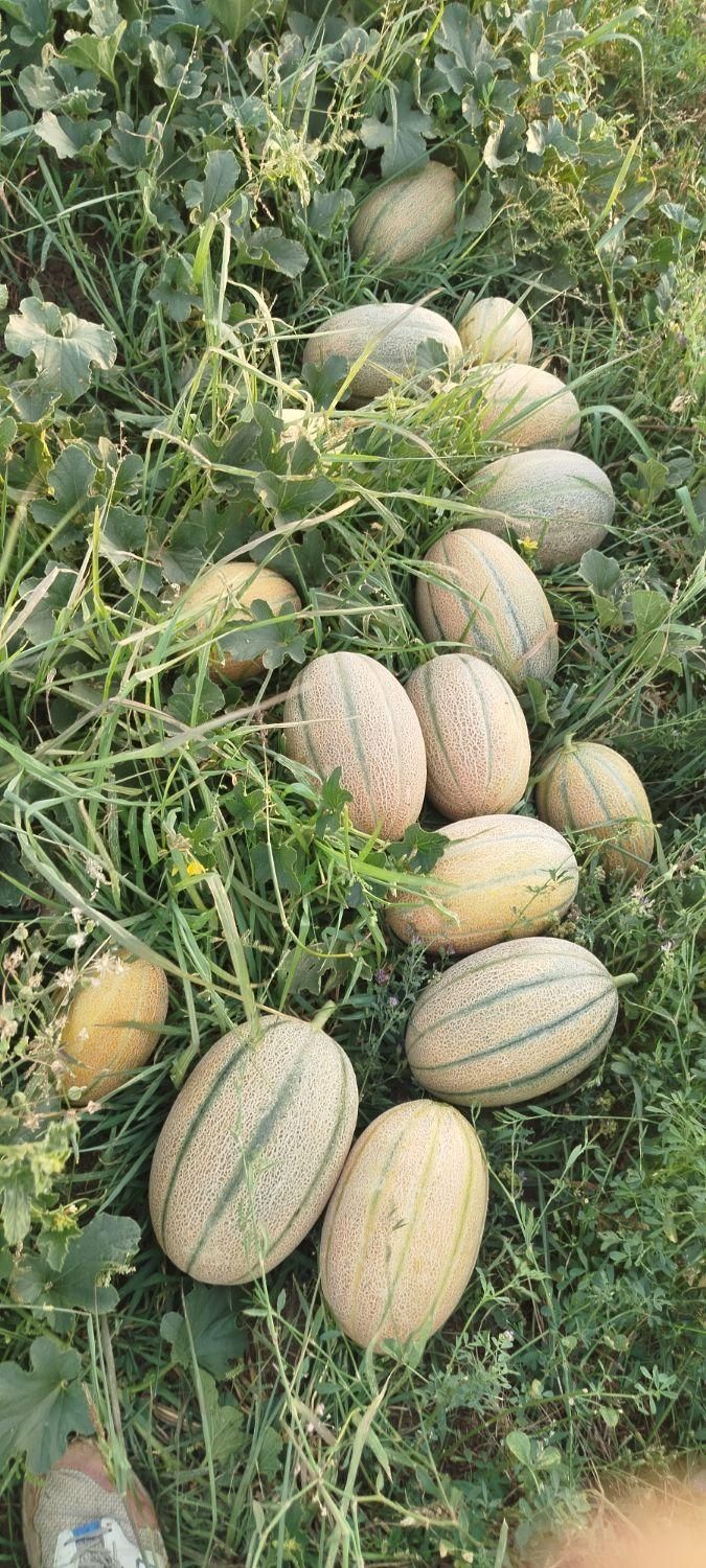 مزرعه ی خربزه جانا|عمده‌فروشی|اردبیل, |دیوار
