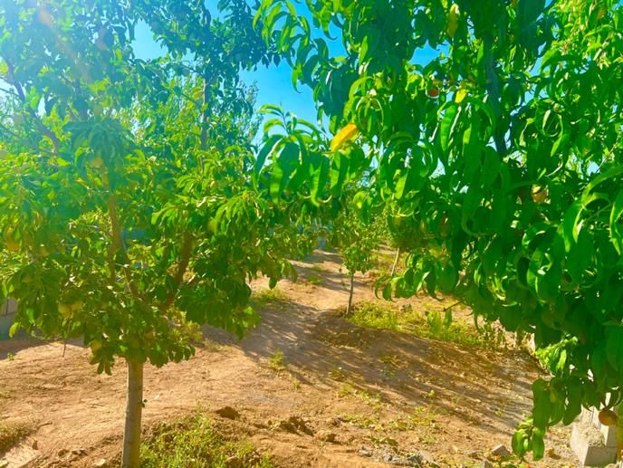 باغ درخت جنگلی آب برق سند شاهنامه گوارشک دیاکو|فروش زمین و ملک کلنگی|مشهد, توس فردوسی|دیوار