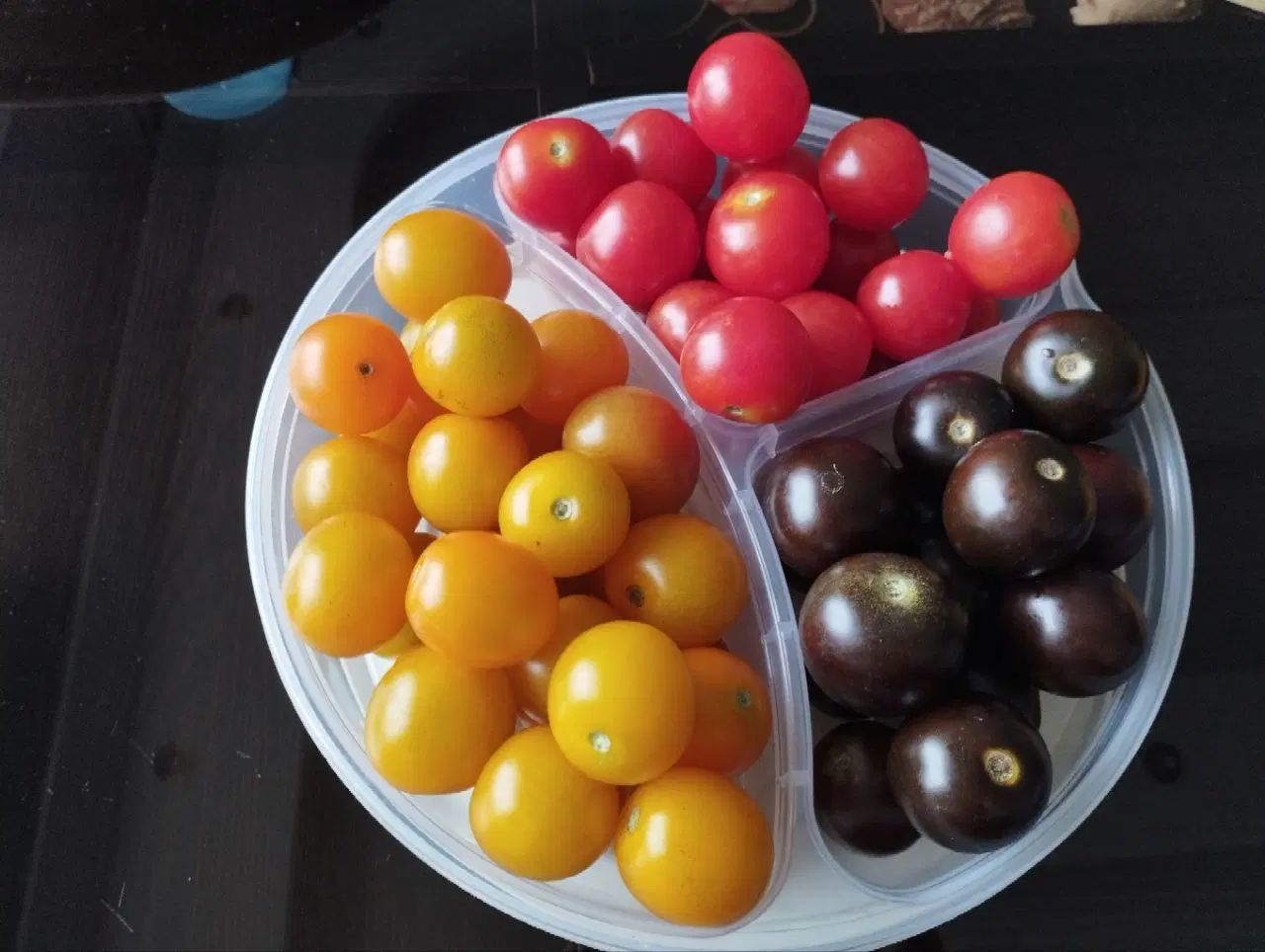 بذر گوجه فرنگی گیلاسی ارگانیک (قرمز، زرد، مشکی)|گل و گیاه طبیعی|بابلسر, |دیوار
