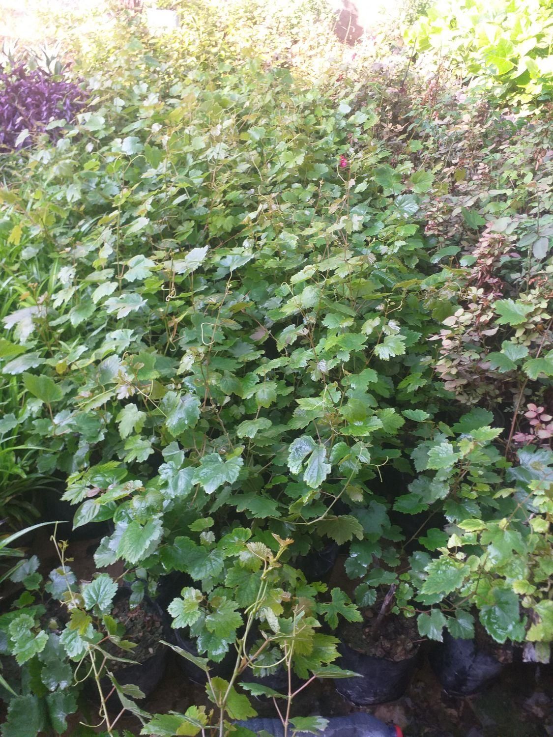 گلخانه|خدمات باغبانی و درختکاری|مسجد سلیمان, |دیوار