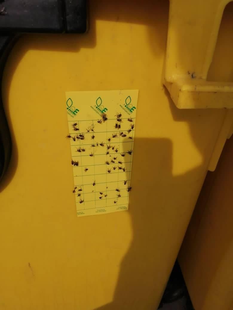 سمپاشی و طعمه گذاری با مجوز وزارت بهداشت سم پاشی|خدمات نظافت|تهران, سلسبیل جنوبی|دیوار