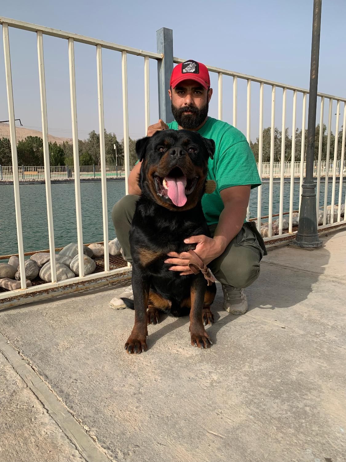 کشش روت وایلر|سگ|تهران, چیتگر جنوبی|دیوار