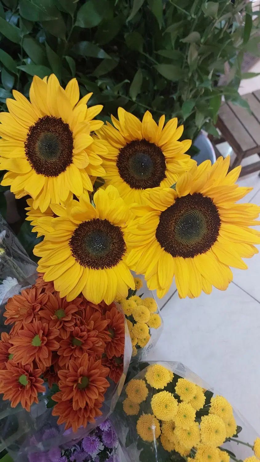 دسته گل افتاب گردون|گل و گیاه طبیعی|اصفهان, شاهزید|دیوار
