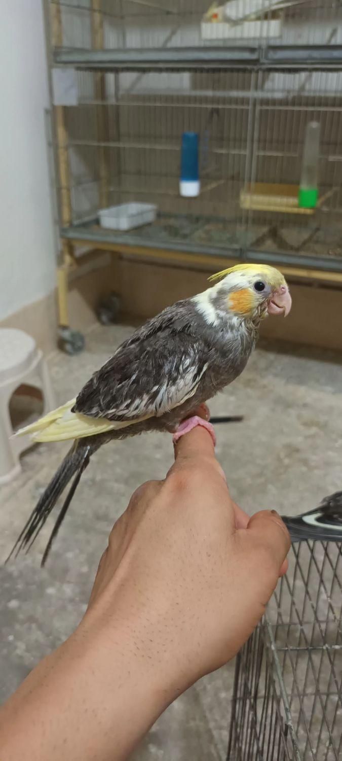 عروس هلندی کاملا رام ودستی|پرنده|آبیک, |دیوار