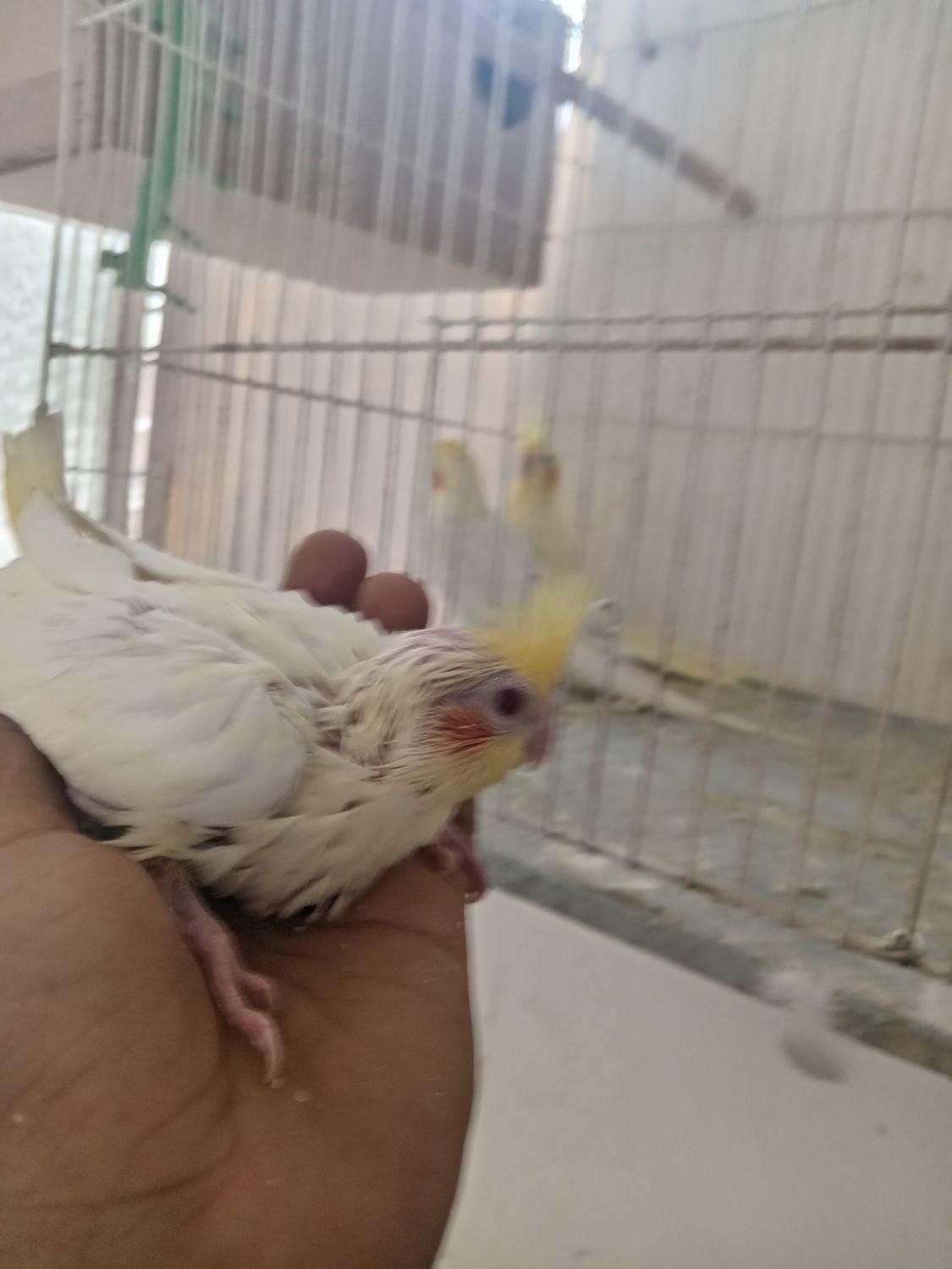 واگذاری سالن عروس هلندی|پرنده|سبزوار, ابوریحان|دیوار