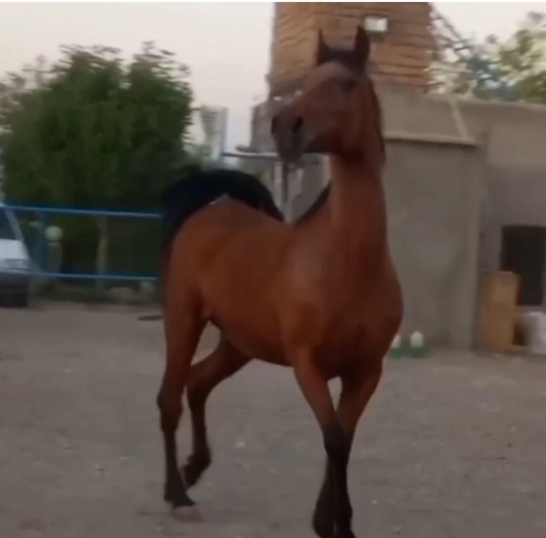 مادیان دره شوری نوه سالار۱|اسب و تجهیزات اسب‌سواری|کرمان, |دیوار