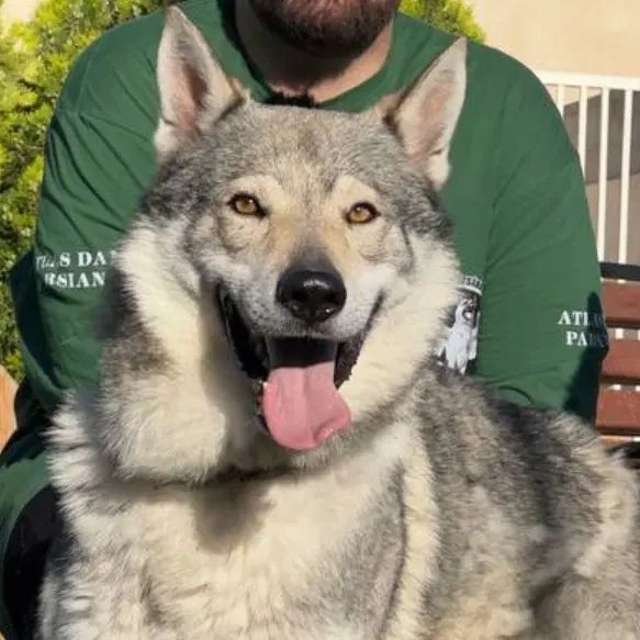 wolfdog روسی|سگ|تهران, قیطریه|دیوار