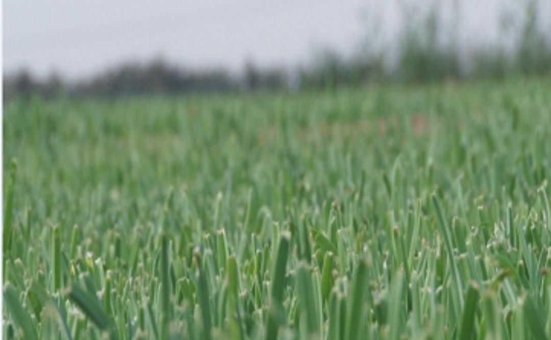 سبزی تازه جور خورشتی .کوکویی.سوپی .قلیه ماهی|خوردنی و آشامیدنی|اصفهان, ابر|دیوار