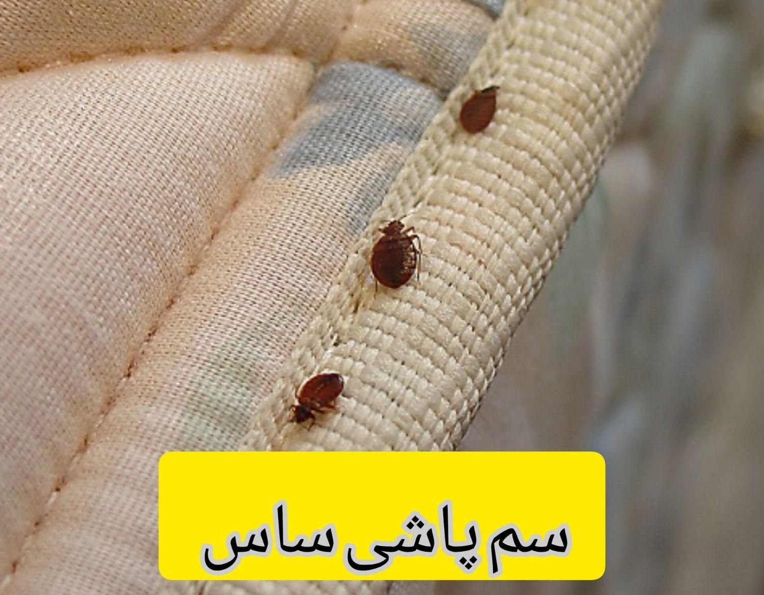سم پاشی تخصصی و تضمینی منازل با مجوز و ضمانت|خدمات نظافت|تهران, صادقیه|دیوار