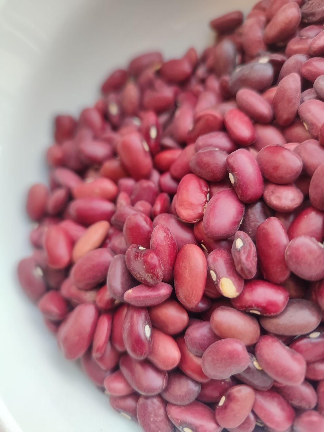 لوبیا قرمز محلی یاقوت سرخ|خوردنی و آشامیدنی|بروجرد, |دیوار