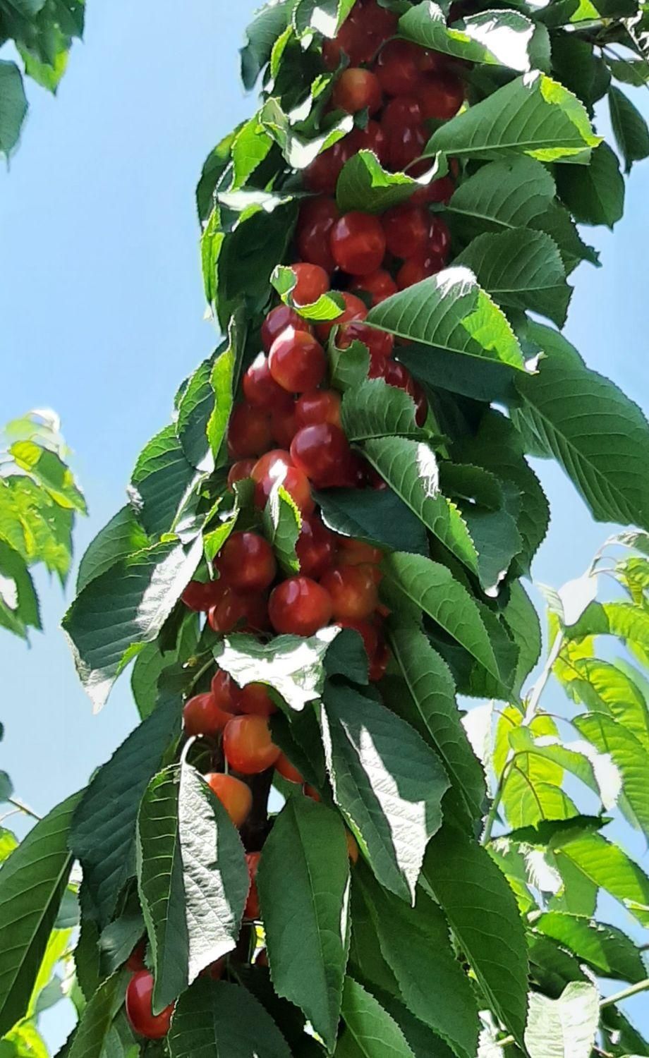 باغ آجیلی میوه ۱۰۰۰ متری دنج و سرسبز|فروش دفتر صنعتی، کشاورزی، تجاری|فولادشهر, زاینده رود|دیوار